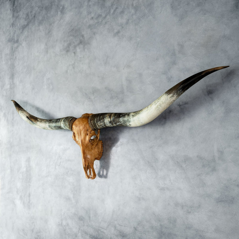 XL Longhorn Skulls