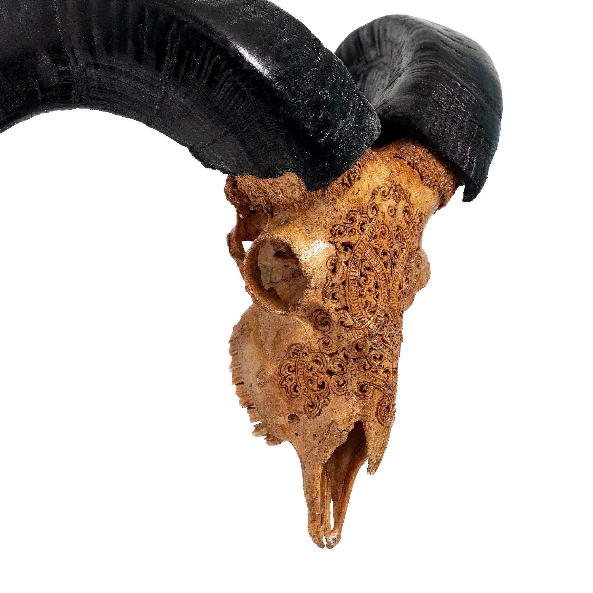Hand Carved Ram Skull - Antique Phantom