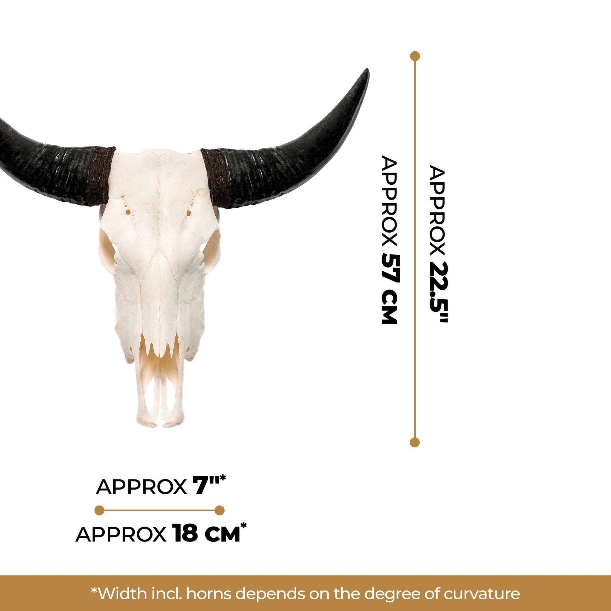 Cow Skull - White Storm