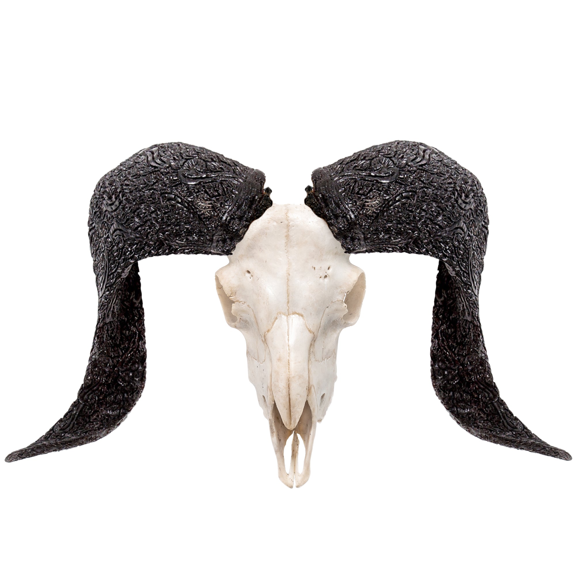 Ram Skull - White Storm
