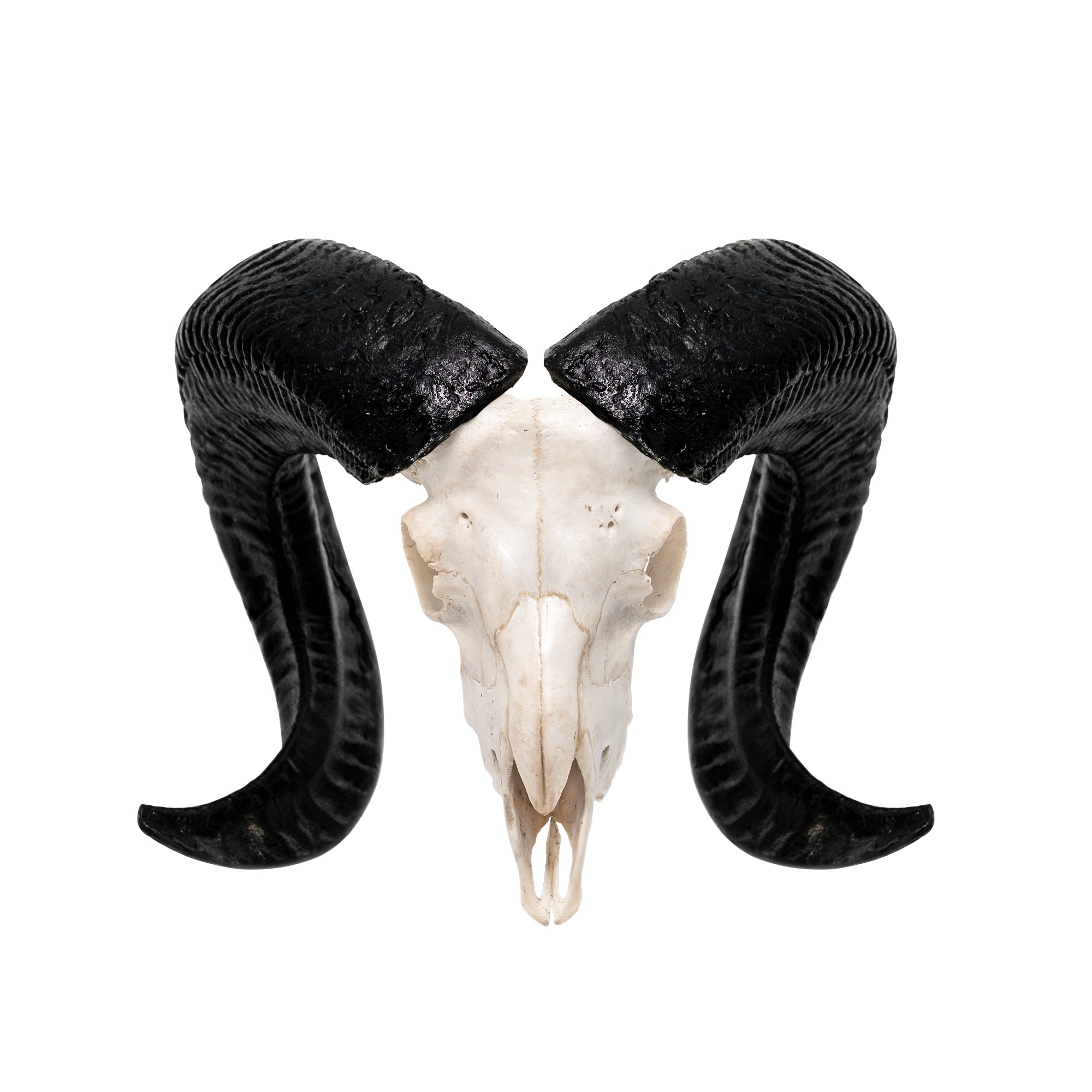Ram Skull - White Storm