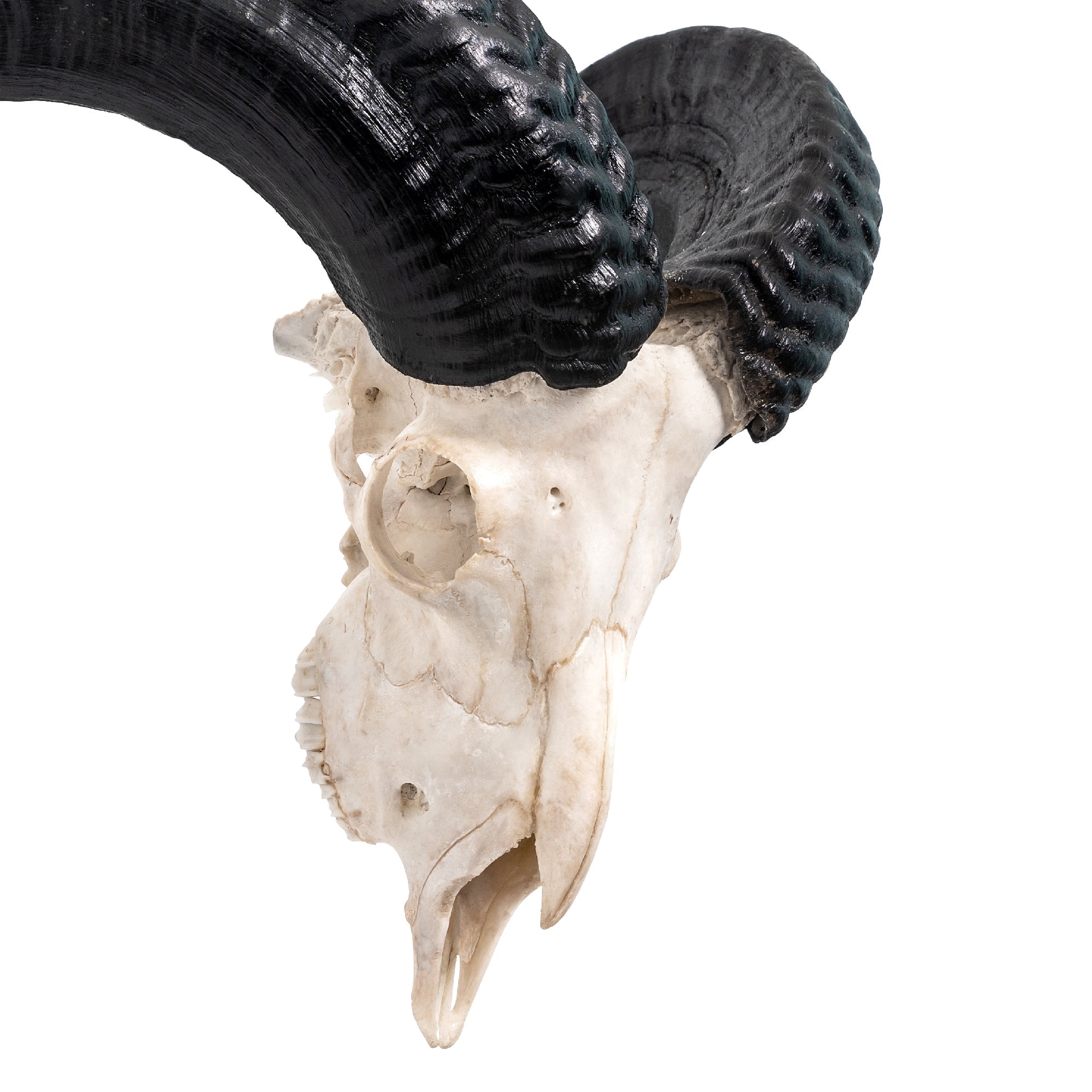 Ram Skull - White Storm