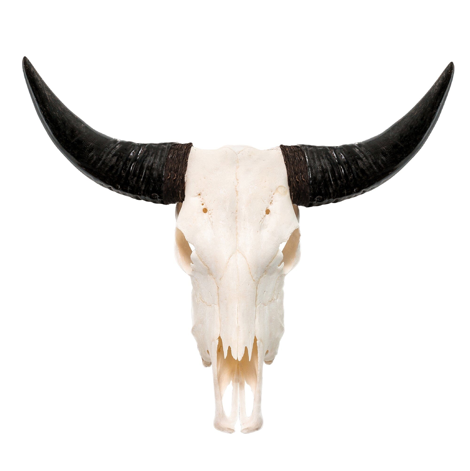 Cow Skull - White Storm