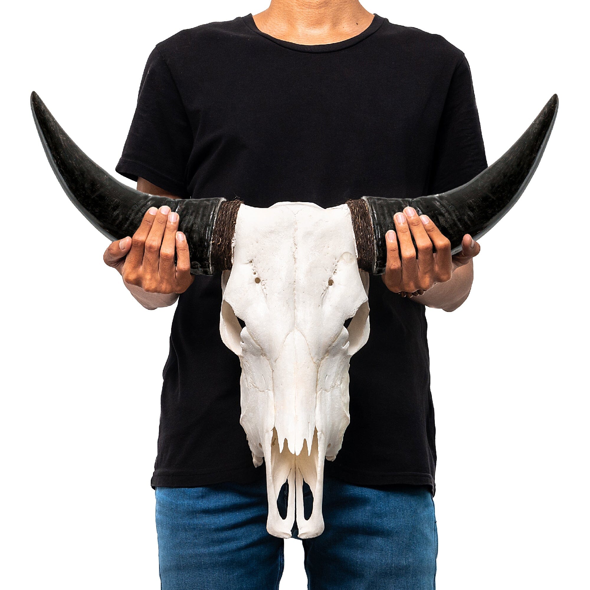 Cow Skull - White Storm