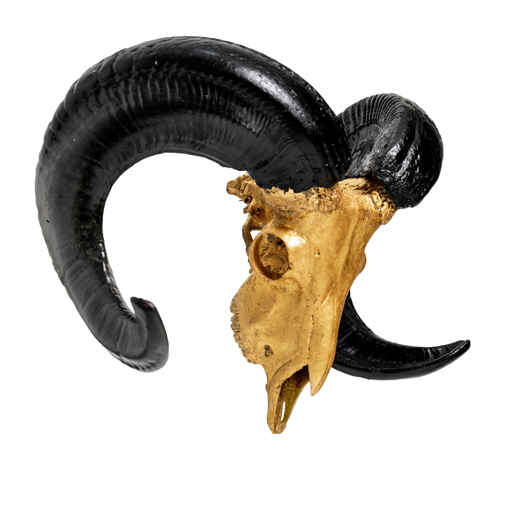Ram Skull - Gold Leaf Storm