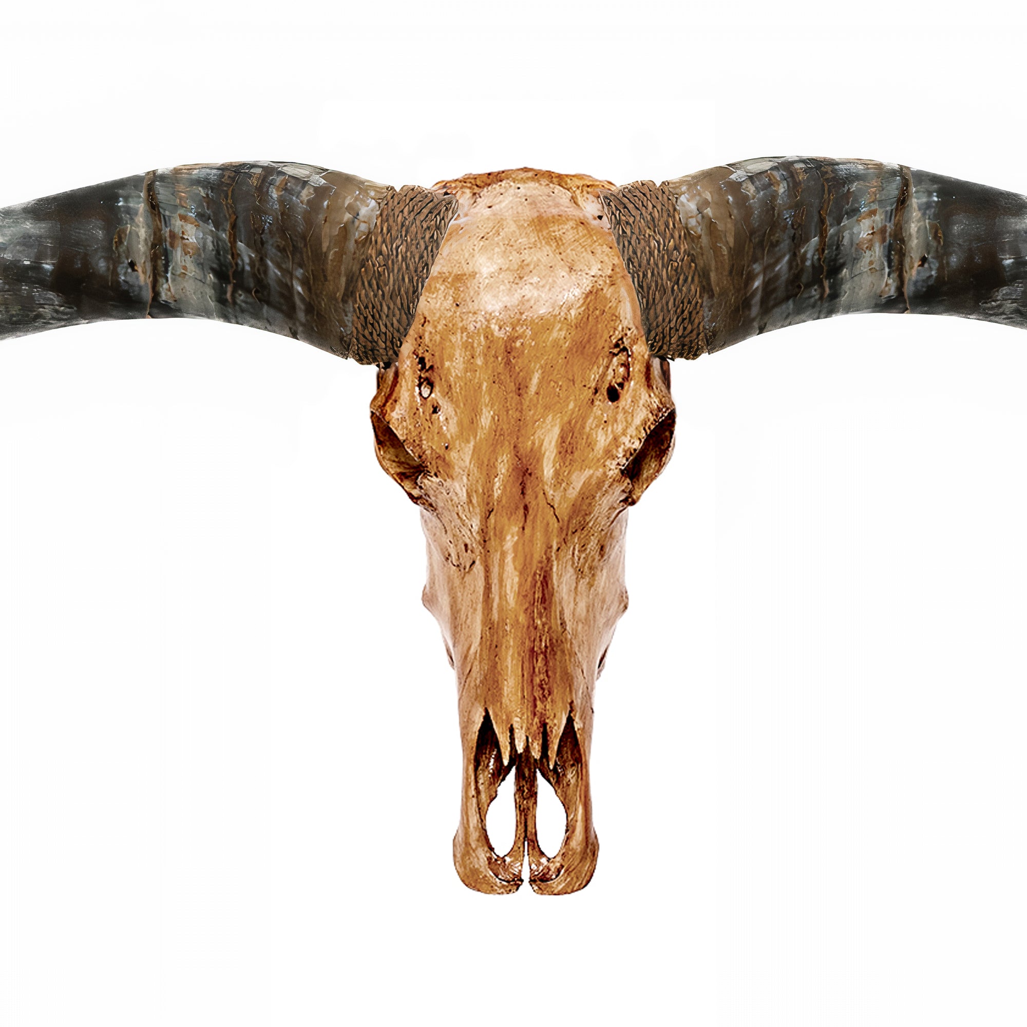 Longhorn Skull // XL Horns - Antique Storm