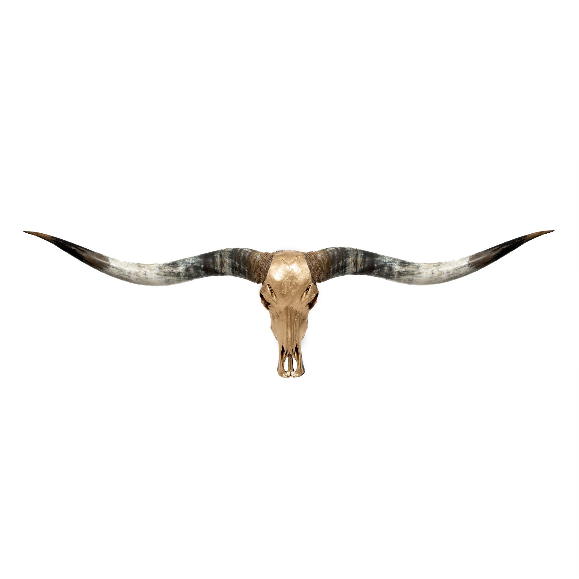 Longhorn Skull // XL Horns - Golden Storm