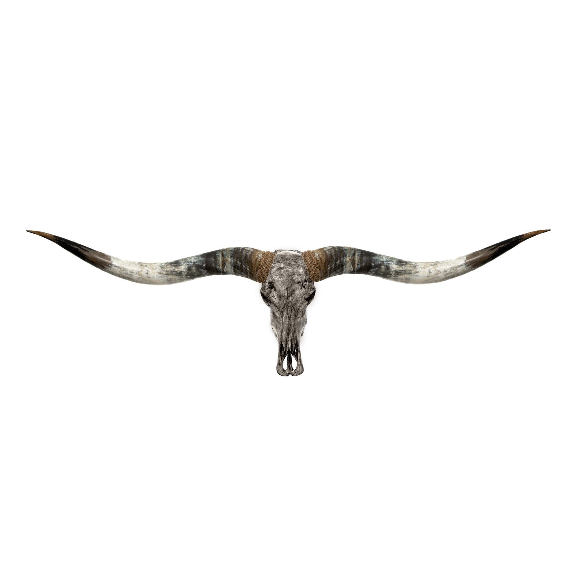 Longhorn Skull // XL Horns - Gray Storm