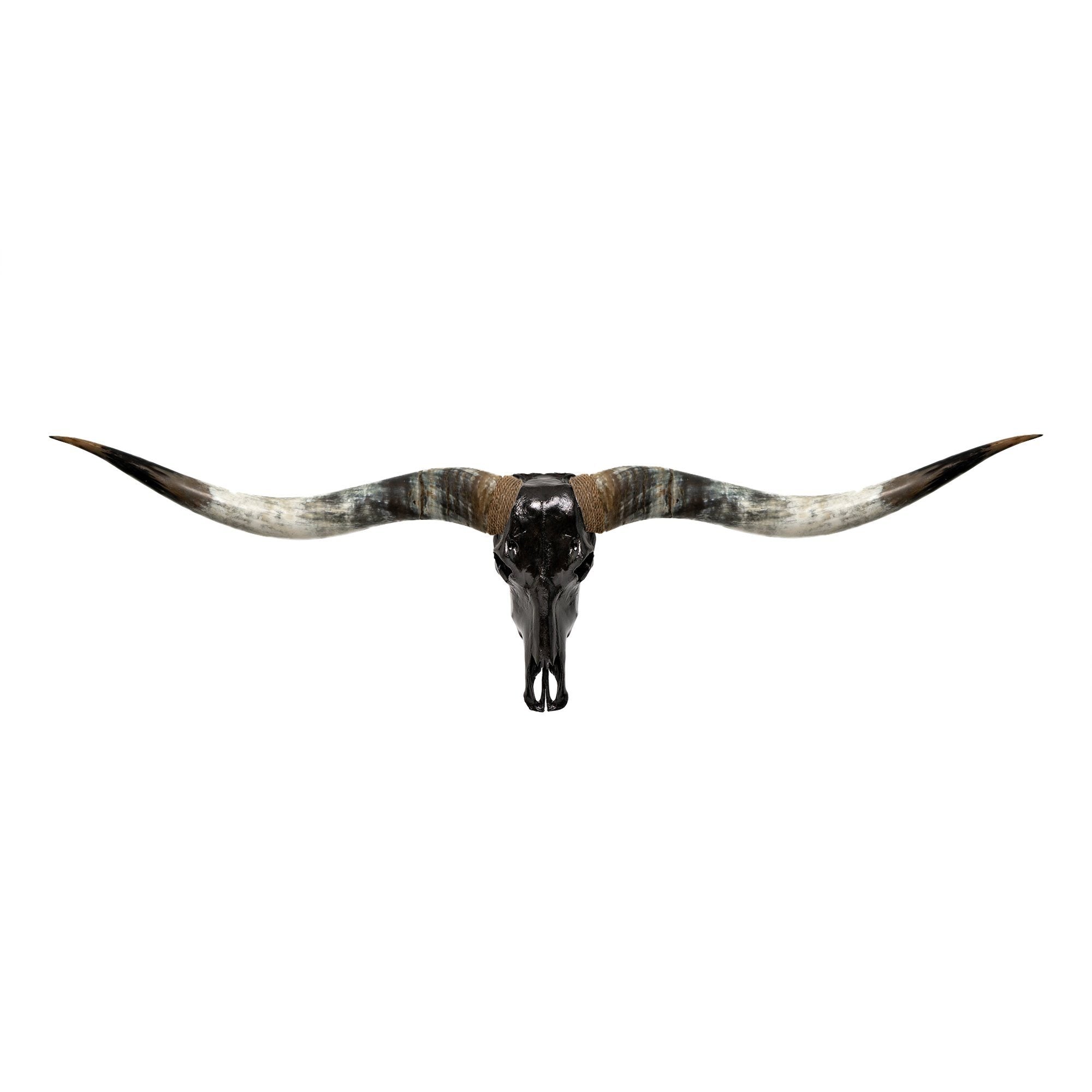 Longhorn Skull // XL Horns - Black Storm