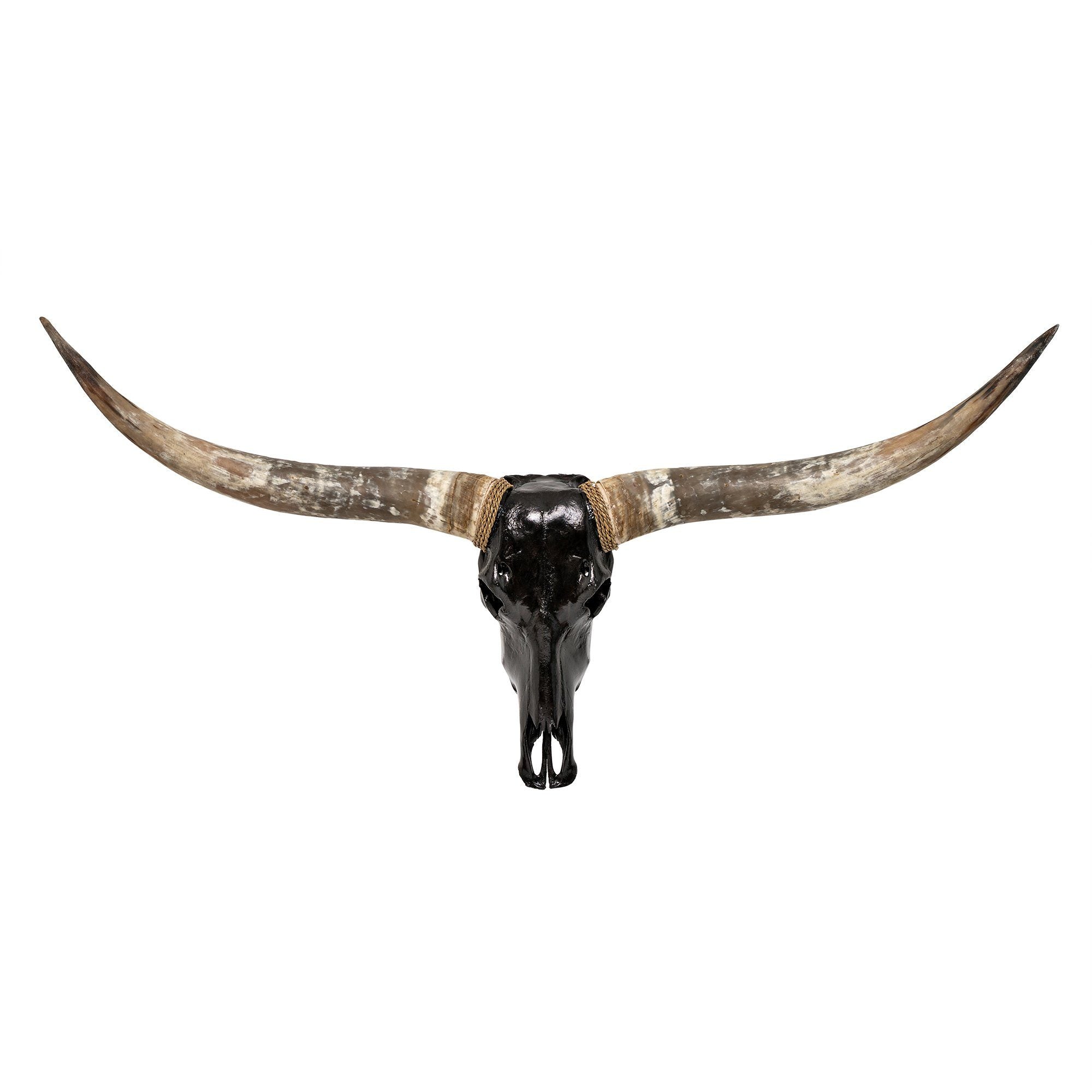 Longhorn Skull - Black Storm