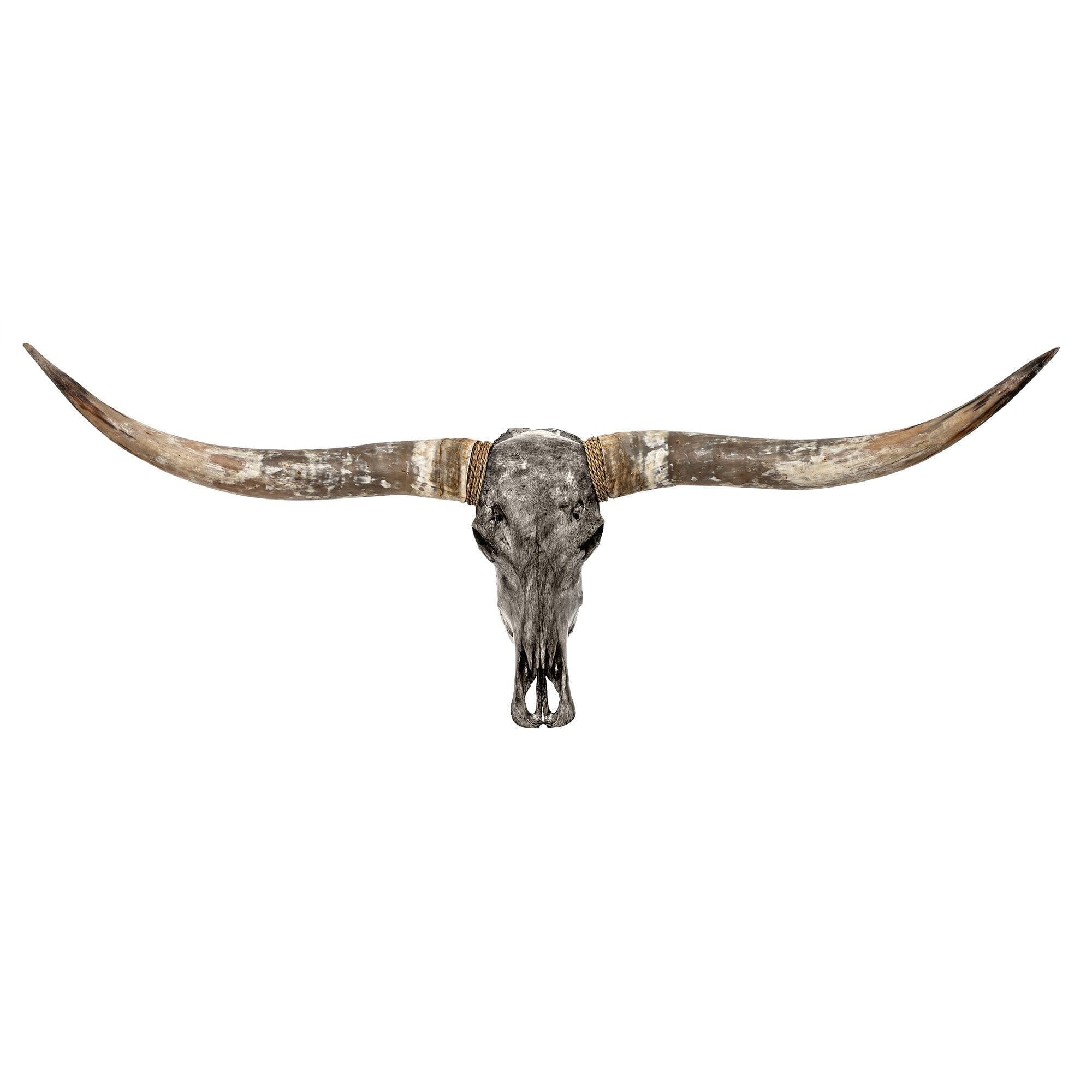 Longhorn Skull - Gray Storm