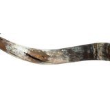 Longhorn Skull // XL Horns - Antique Storm