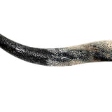 Longhorn Skull - Blue Mirror // Mosaic Finish