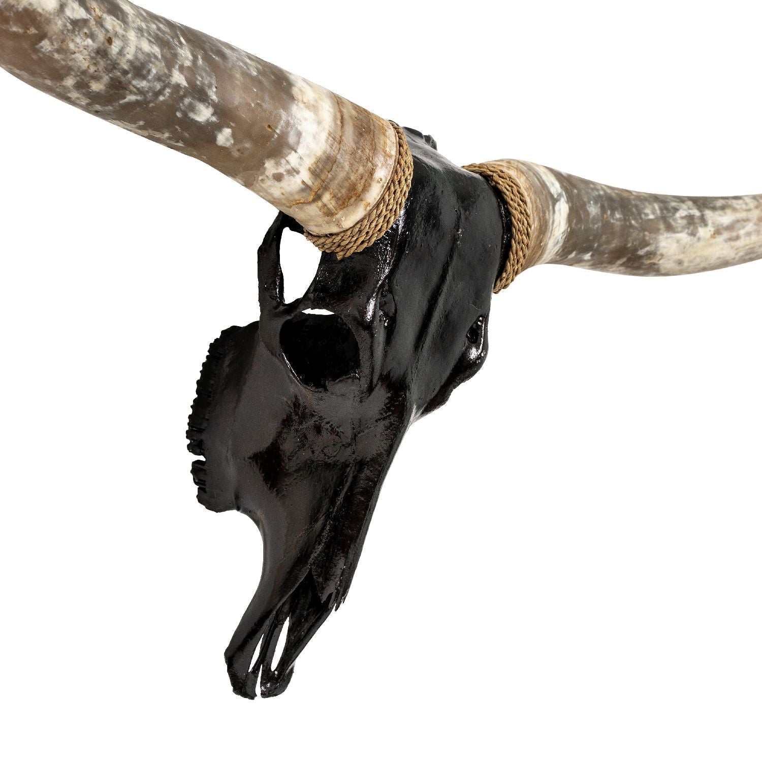 Longhorn Skull - Black Storm