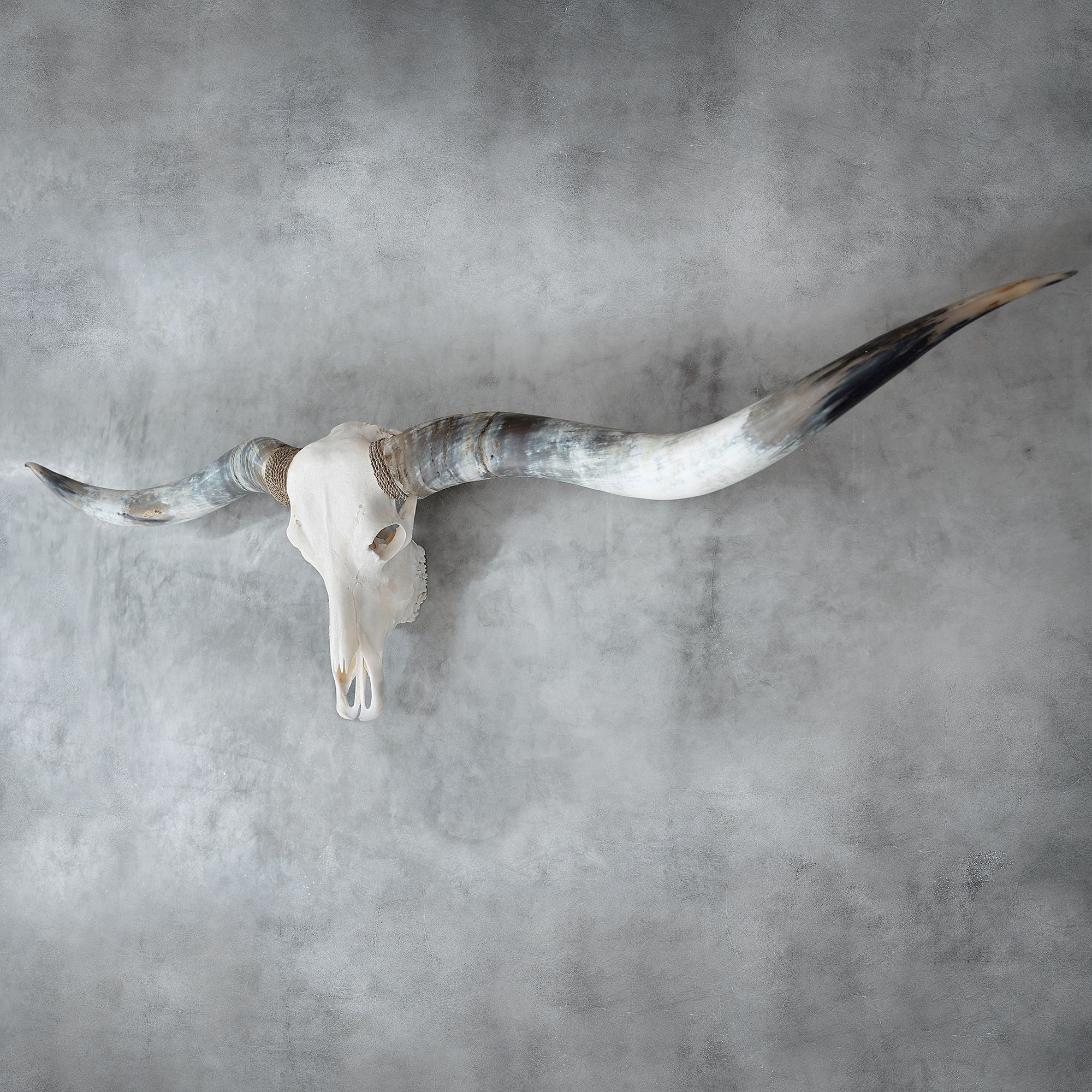 Longhorn Skull // XL Horns - White Storm