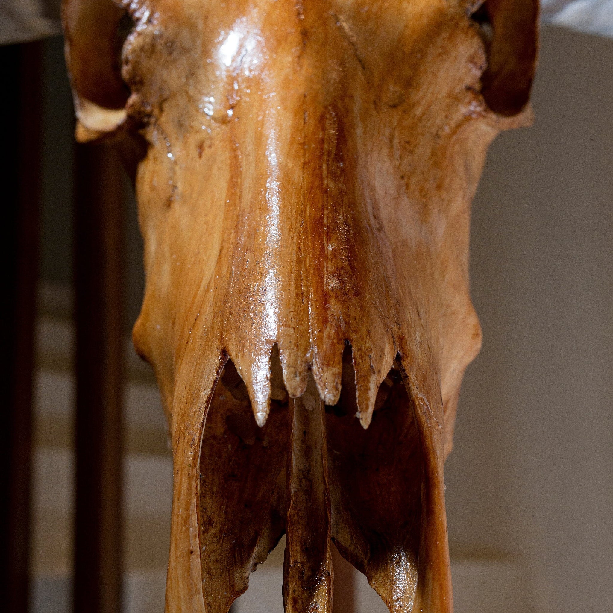 Longhorn Skull // XL Horns - Antique Storm