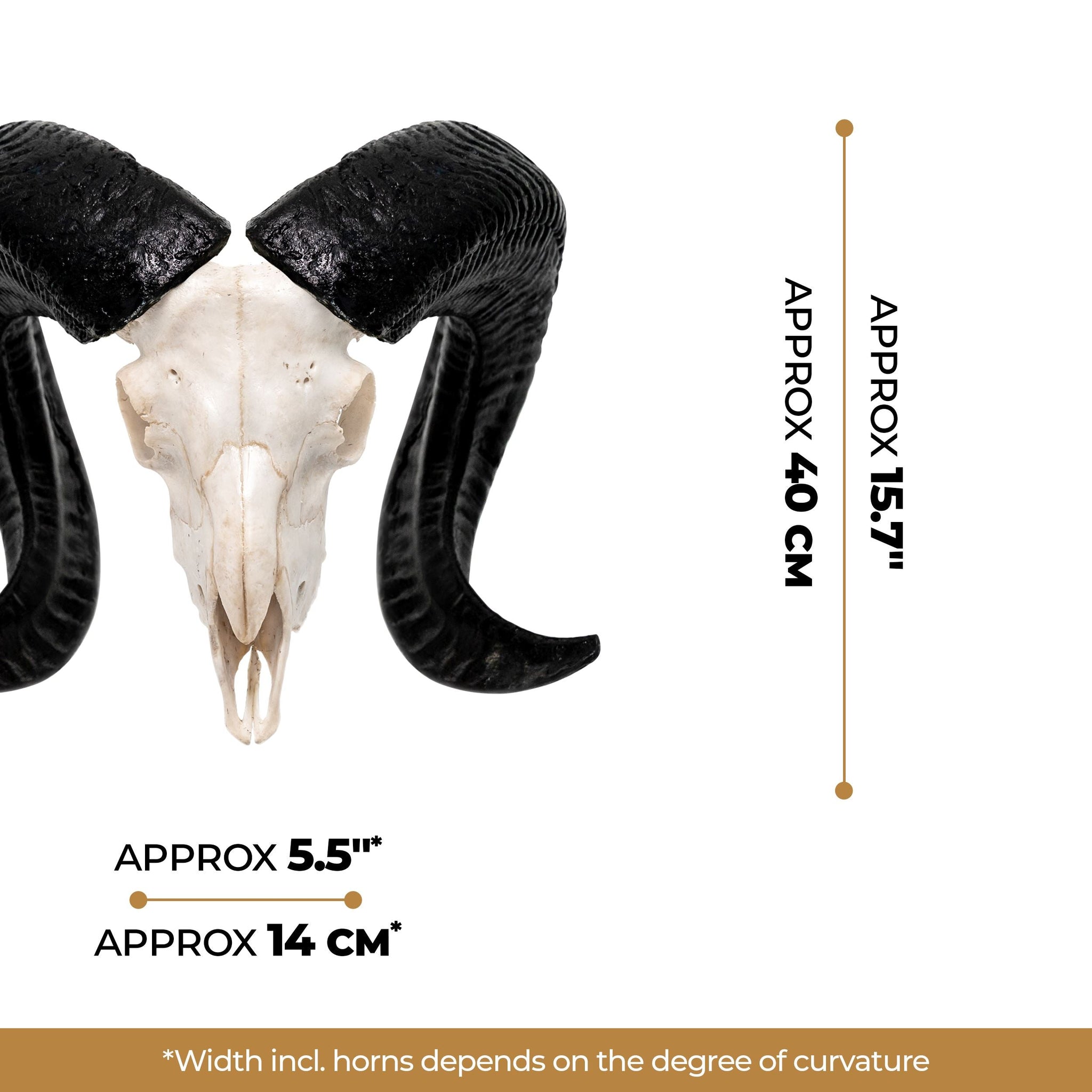 Ram Skull - White Storm