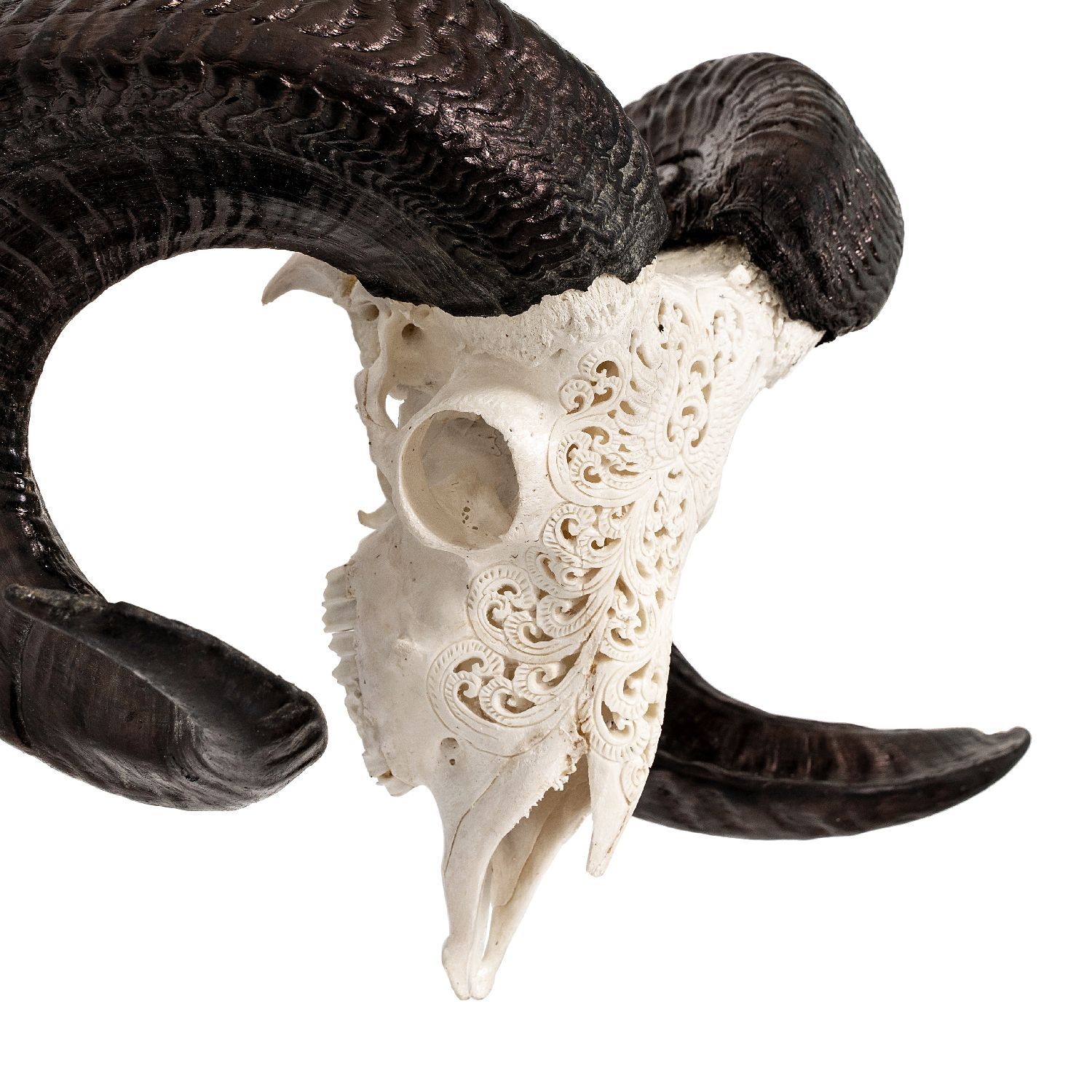 Hand Carved Ram Skull - White Phoenix