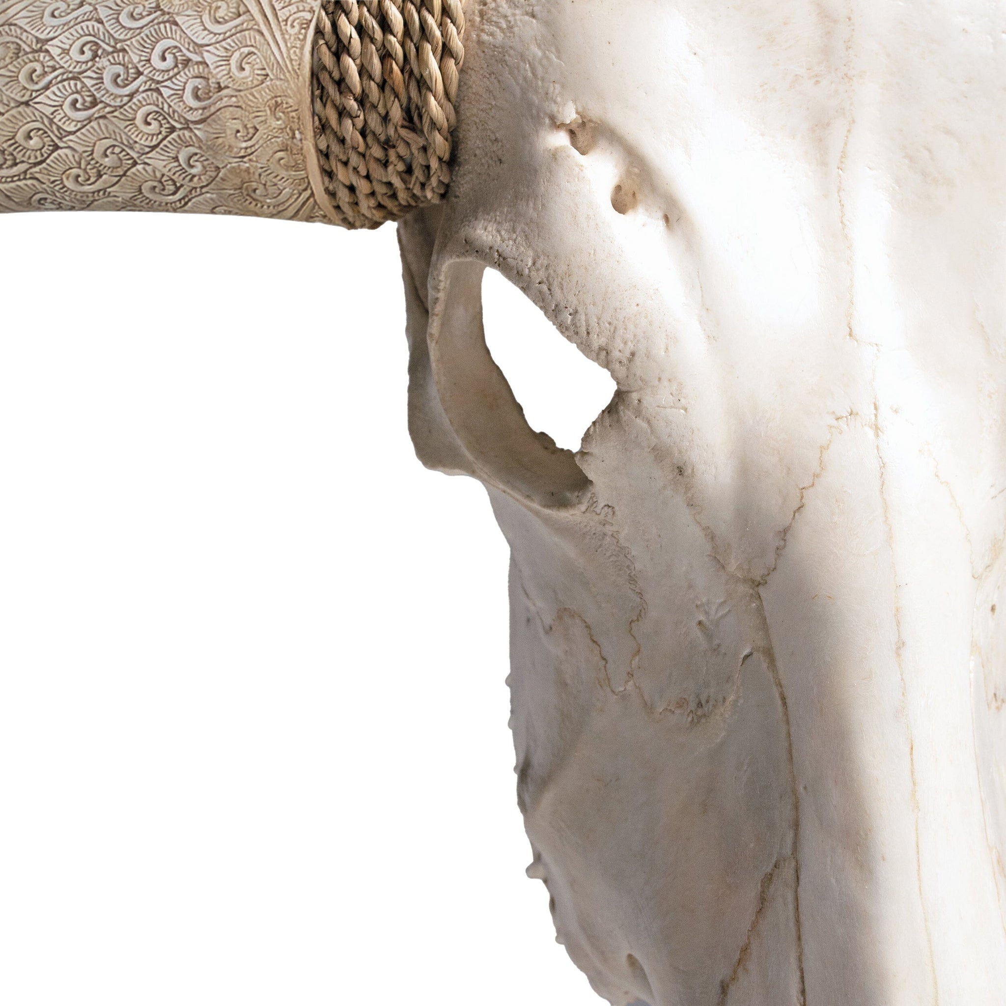 Longhorn Skull // XL Horns - White Storm