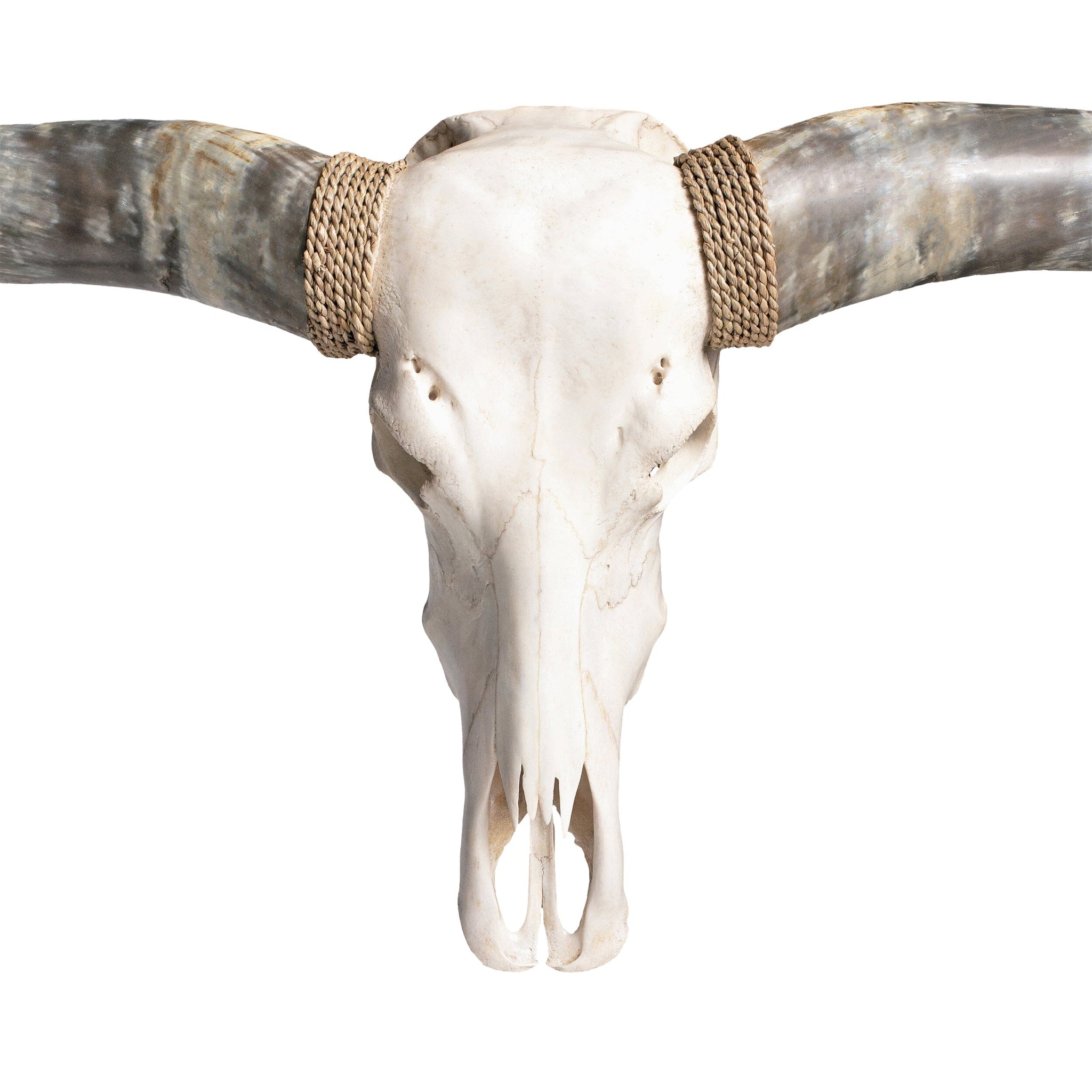 Longhorn Skull // XL Horns - White Storm