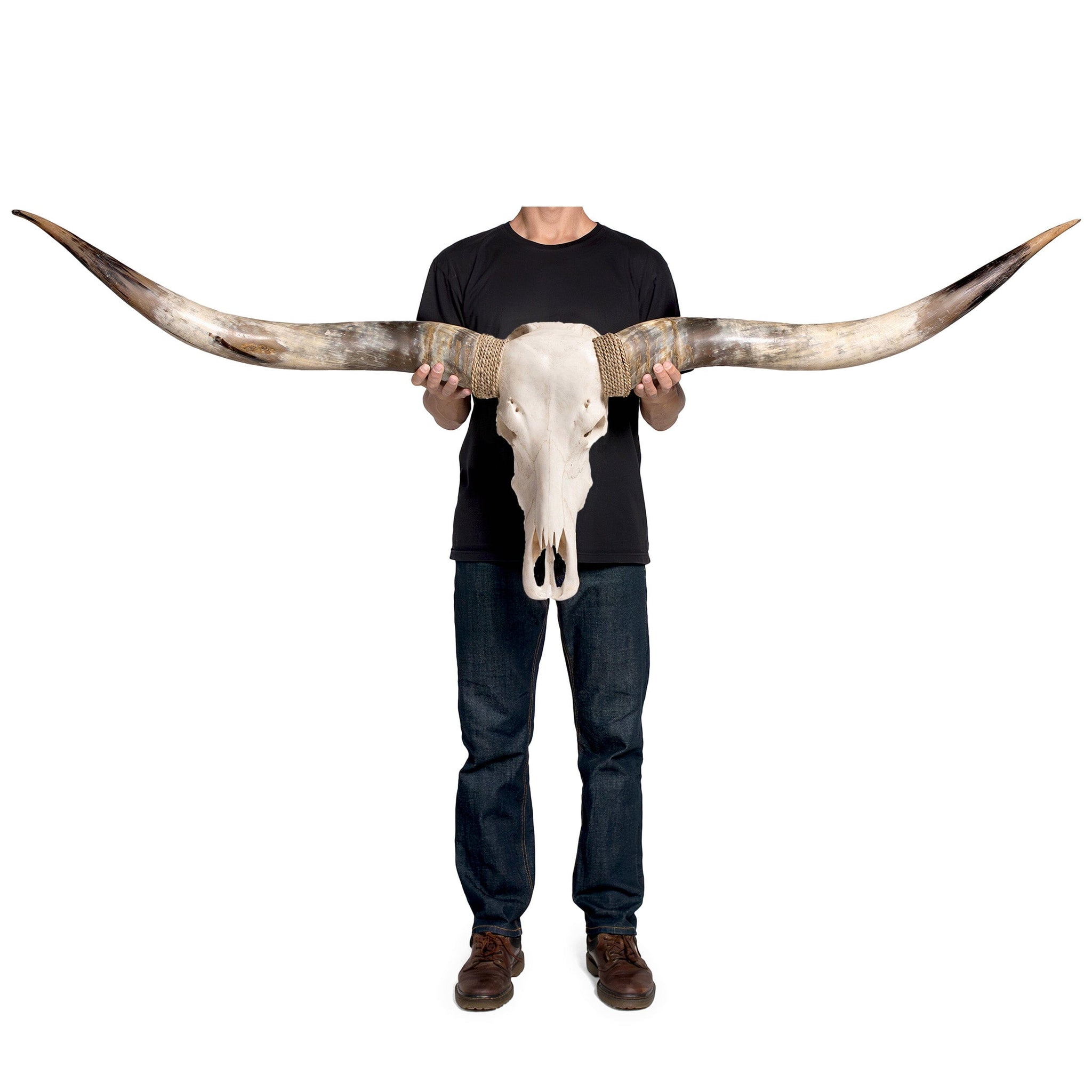 Longhorn Skull // XL Horns - White Storm