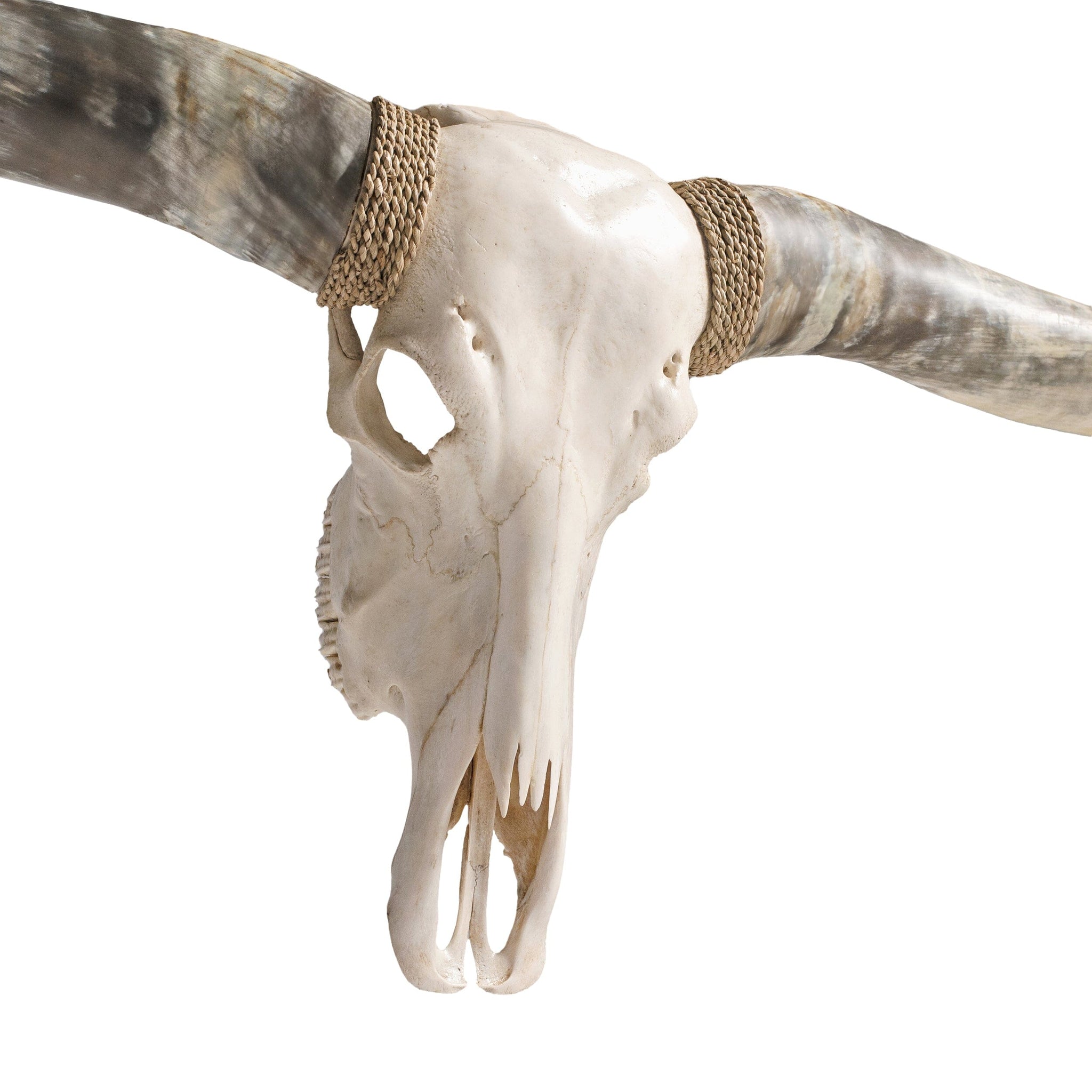 Longhorn Skull // XL Horns - White Storm