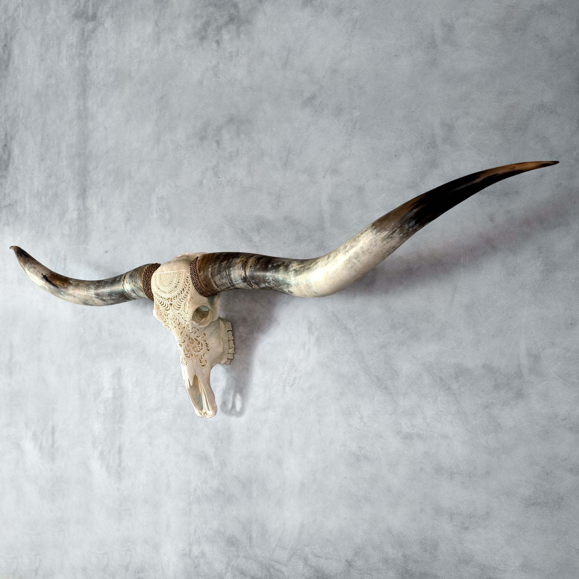 Hand Carved Longhorn Skull // XL Horns - White Boho