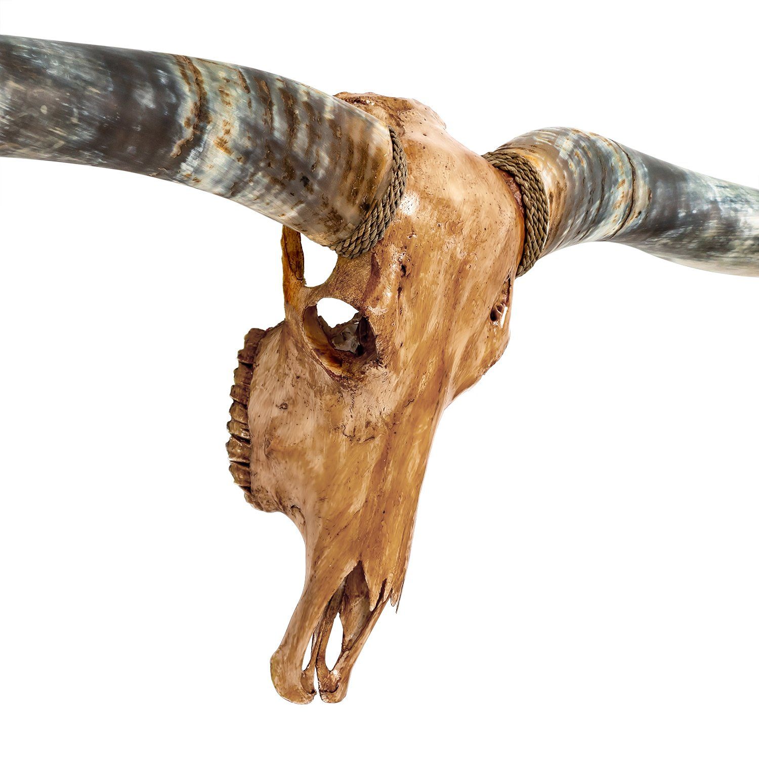 Longhorn Skull // XL Horns - Antique Storm